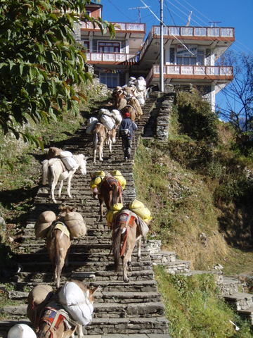 Mulikarawane passiert Ghandruk (c) Peter Belina